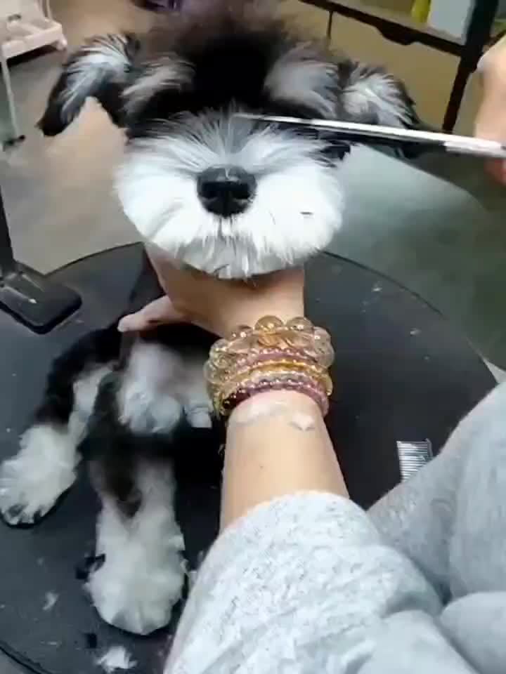 Dog Grooming Scissors Kit Professional Pet Cleaning And Grooming Tool Set- Safety Round Tip Stainless Steel Shears For Dogs & Cats Set