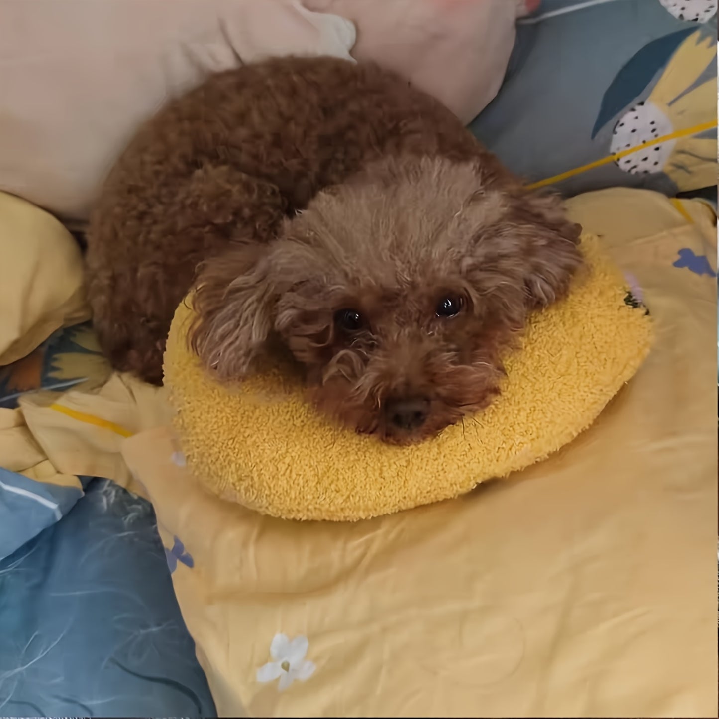 [Small Calming Pillow For Dogs] Dog Calming Pillow For Small Dogs, Calming Pillow For Dogs Calming Cervical Pillow For Small Dogs Pet Neck Pillow For Upper Spine And Calming Support, Sleeping Improve Machine Washable